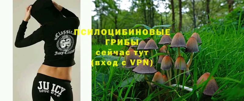 omg зеркало  площадка какой сайт  Галлюциногенные грибы MAGIC MUSHROOMS  Берёзовский 